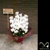 【事例86】大阪市北区への移転祝いに贈られた胡蝶蘭白三本立ち
