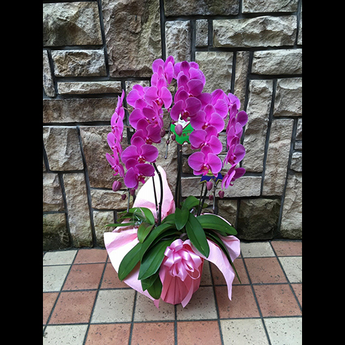 1178 ピンク胡蝶蘭 3本立 30輪以上 Marguerite House Com