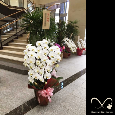 埼玉県草加市の開院祝いで贈られた蝶蘭白三本立ち