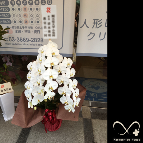 中央区日本橋蛎殻町の開院祝いで贈られた蝶蘭白三本立ち