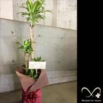 【事例130】江東区辰巳町へ贈られたお祝い観葉植物「幸福の木180cm」