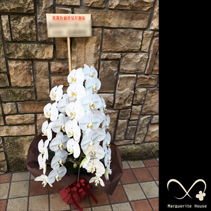 【事例161】豊島区東池袋サンシャイン60へ昇進祝いで贈られた胡蝶蘭白三本立ち