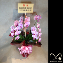 【事例22】N社様よりS薬局開業祝いに贈られたミディ胡蝶蘭ピンク