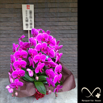 【事例61】事務所の新築・引越し祝いで贈られた胡蝶蘭ピンク三本立ち