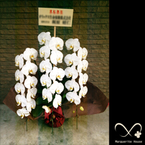 【事例62】中央区銀座へ事務所移転祝いで贈られた胡蝶蘭白三本立ち