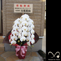 【事例85】東京都千代田区神田への移転祝いに贈られた胡蝶蘭白三本立ち