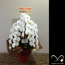 【事例90】中央区日本橋富沢町へ贈られたお祝い蝶蘭白三本立ち