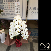 【事例98】中央区日本橋蛎殻町の開院祝いで贈られた蝶蘭白三本立ち