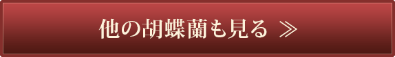 東京駅八重洲祝い花他の胡蝶蘭も見る